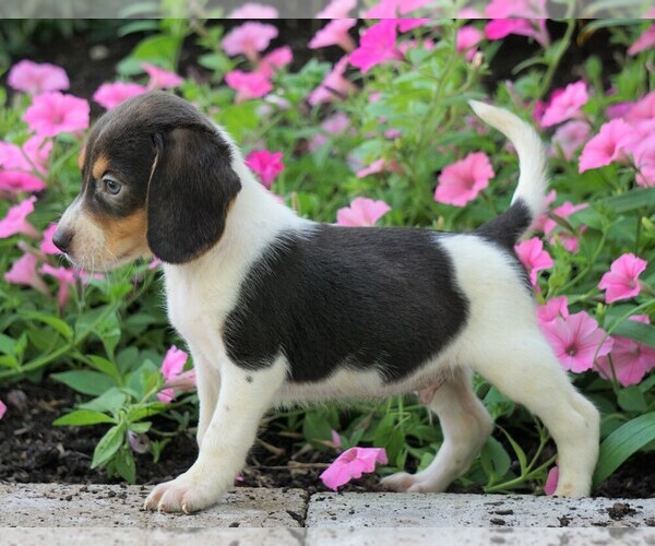 Medium Photo #4 Beagle Puppy For Sale in FREDERICKSBG, OH, USA