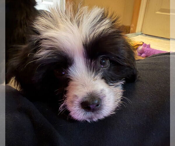 Medium Photo #3 Maltipoo (Miniature) Puppy For Sale in Farmington, MN, USA