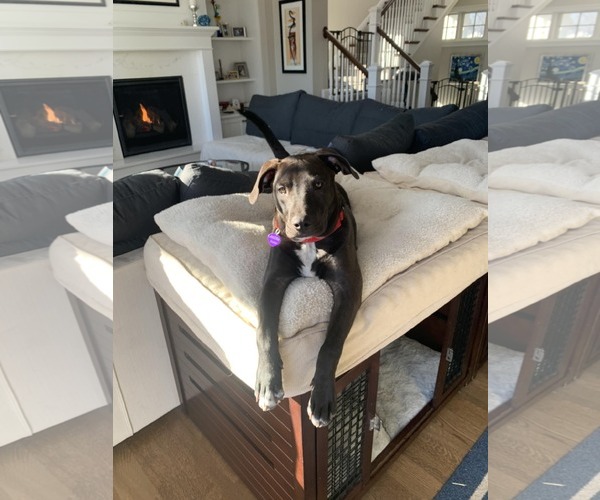 Medium Photo #13 American Pit Bull Terrier-Unknown Mix Puppy For Sale in Minneapolis, MN, USA