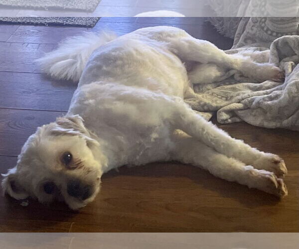 Medium Photo #3 Shih Tzu Puppy For Sale in springfield, VA, USA