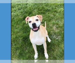 Boxer-Unknown Mix Dogs for adoption in Fort Wayne, IN, USA