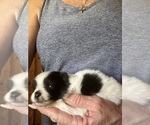 Small #2 Pomeranian