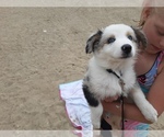 Small Photo #1 Australian Shepherd Puppy For Sale in ALLEN, IN, USA