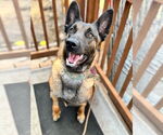 Small #4 German Shepherd Dog Mix