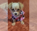 Puppy Frosty Yorkshire Terrier