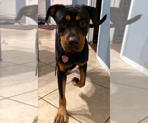 Medium Photo #3 Rottweiler Puppy For Sale in San Antonio, TX, USA