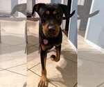 Small #2 Rottweiler