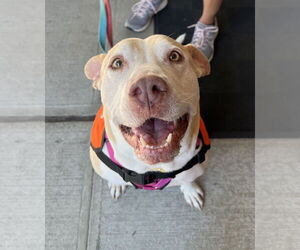 Gracie - Female Labrador Retriever-Staffordshire Bull Terrier Mix Dog for Adoption - Photo #6