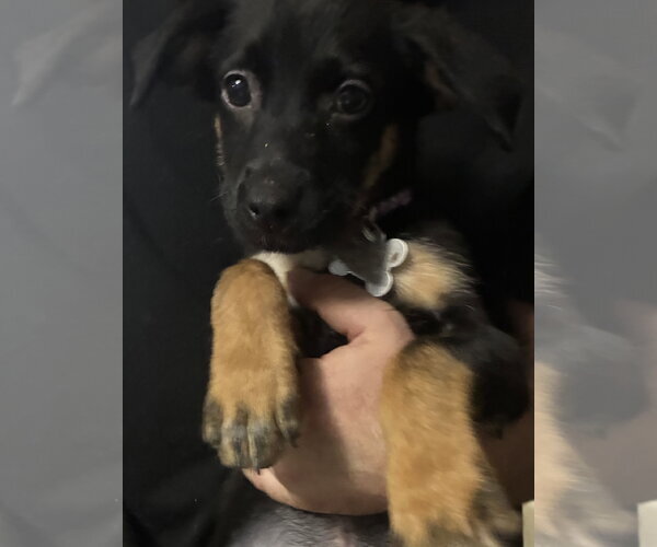 Medium Photo #6 Mutt Puppy For Sale in Holly Springs, NC, USA