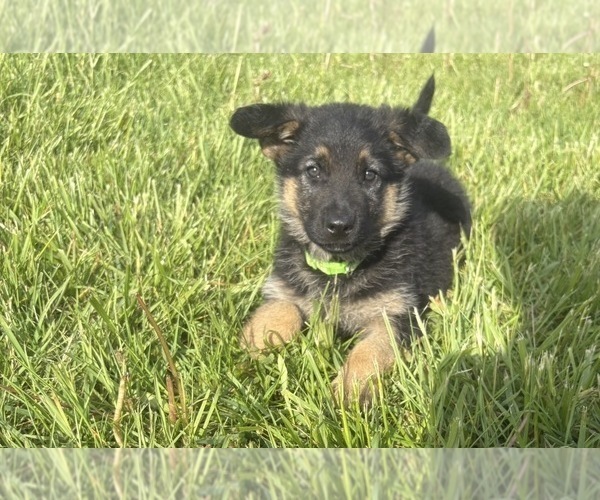 Medium Photo #1 German Shepherd Dog Puppy For Sale in SUMPTER TWP, MI, USA