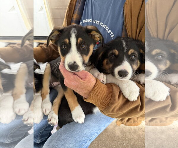 Medium Photo #2 Border Collie-Unknown Mix Puppy For Sale in Sandy, UT, USA