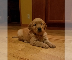Golden Retriever Puppy for sale in BUSHKILL, PA, USA