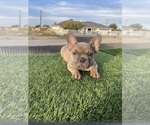 Small #6 French Bulldog