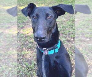 Doberman Pinscher-Unknown Mix Dogs for adoption in Woodland, CA, USA