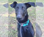 *SIRIUS - Male Doberman Pinscher-Unknown Mix Dog for Adoption - Small photo
