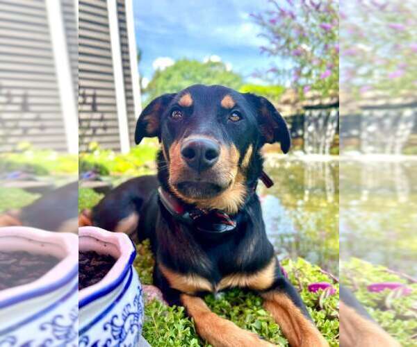 Medium Photo #9 Rotterman Puppy For Sale in New York, NY, USA