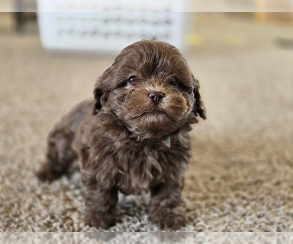 Medium Photo #7 ShihPoo Puppy For Sale in CARLYLE, IL, USA