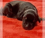 Small Photo #2 Doberman Pinscher Puppy For Sale in TYLER, TX, USA