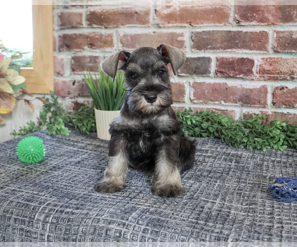 Medium Photo #3 Schnauzer (Miniature) Puppy For Sale in SYRACUSE, IN, USA