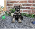 Small Photo #3 Schnauzer (Miniature) Puppy For Sale in SYRACUSE, IN, USA