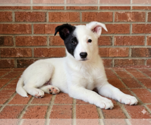 Collie-Unknown Mix Dogs for adoption in Sandy, UT, USA