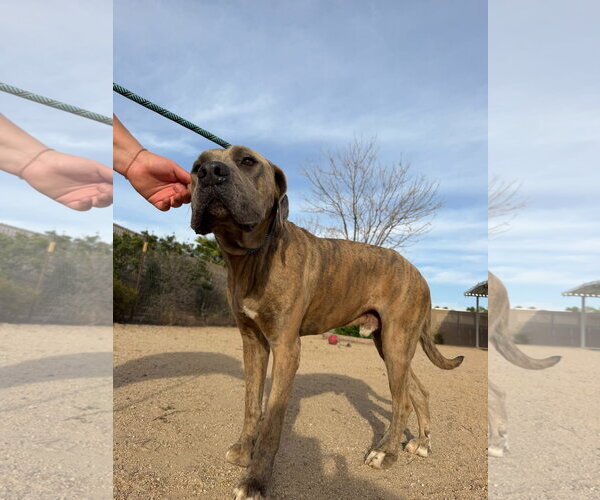 Medium Photo #2 Mastiff-Unknown Mix Puppy For Sale in Goodyear, AZ, USA