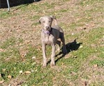 Small Photo #4 Weimaraner Puppy For Sale in LEWISBURG, KY, USA