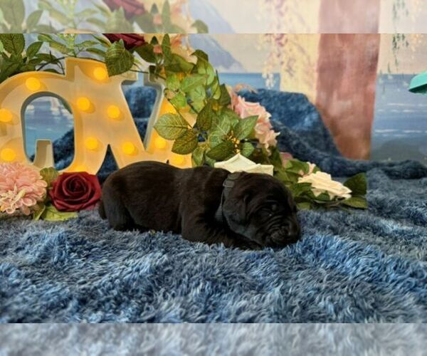 Medium Photo #1 Cane Corso Puppy For Sale in OOLOGAH, OK, USA