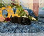 Image preview for Ad Listing. Nickname: Bruno