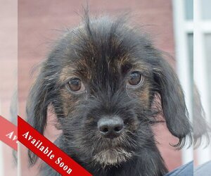 Cocker Spaniel-Dachshund Mix Dogs for adoption in Huntley, IL, USA