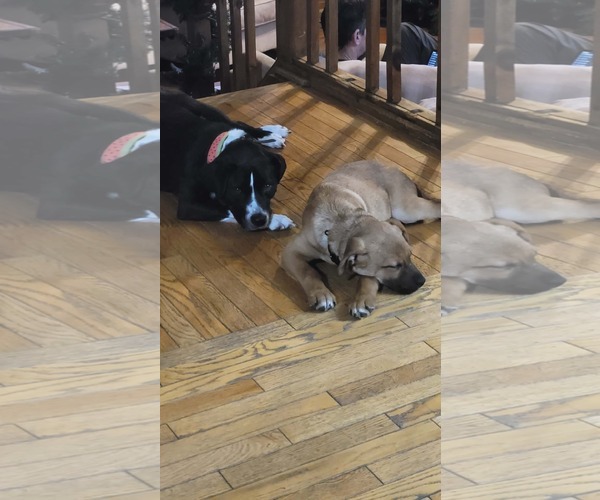 Medium Photo #8 English Mastweiler Puppy For Sale in Oro Medonte, Ontario, Canada