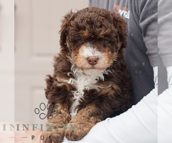 Medium Photo #5 Bernedoodle (Miniature) Puppy For Sale in MORGANTOWN, PA, USA