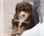 Small #4 Bernedoodle (Miniature)