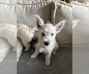 West Highland White Terrier Puppy for sale in WEST COXSACKIE, NY, USA
