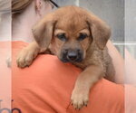 Small #5 Golden Shepherd