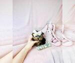 Small Photo #23 Yorkshire Terrier Puppy For Sale in WEST PALM BEACH, FL, USA