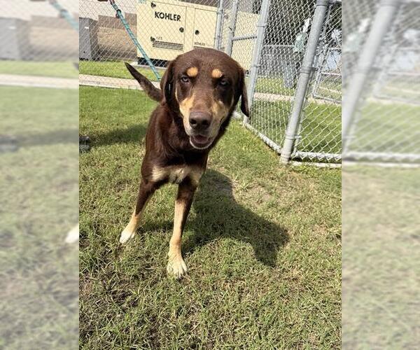 Medium Photo #2 Australian Kelpie-Labrador Retriever Mix Puppy For Sale in Corpus Christi, TX, USA