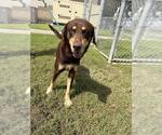 Small #1 Australian Kelpie-Labrador Retriever Mix
