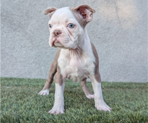 Boston Terrier Puppy for sale in SAN FERNANDO, CA, USA
