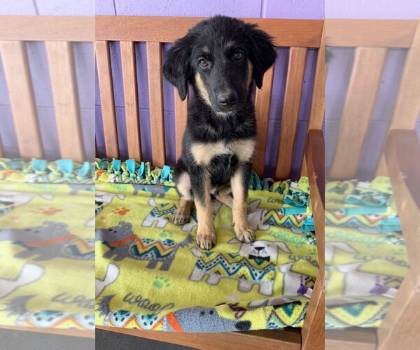 Medium Photo #1 Mutt Puppy For Sale in Genesee, WI, USA