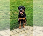 Small Photo #1 Rottweiler Puppy For Sale in ROCKFORD, IL, USA