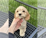 Small #8 Cockapoo (Miniature)