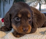 Small #4 Dachshund