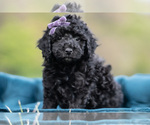 Puppy Maisy Maltipoo (Miniature)