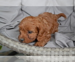 Small #1 Cavapoo