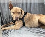 Small Photo #1 Labrador Retriever-Rhodesian Ridgeback Mix Puppy For Sale in Chandler, AZ, USA