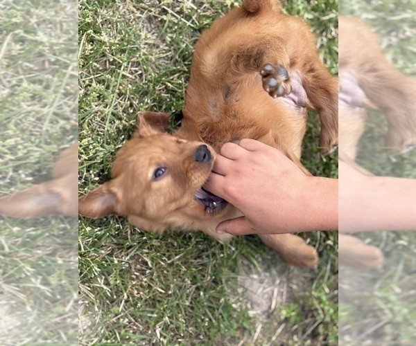 Medium Photo #11 Golden Retriever Puppy For Sale in MARSHFIELD, MO, USA