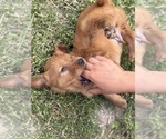 Small #10 Golden Retriever
