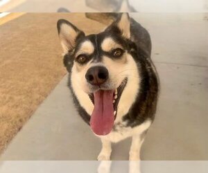 Huskies -Unknown Mix Dogs for adoption in Van Nuys, CA, USA