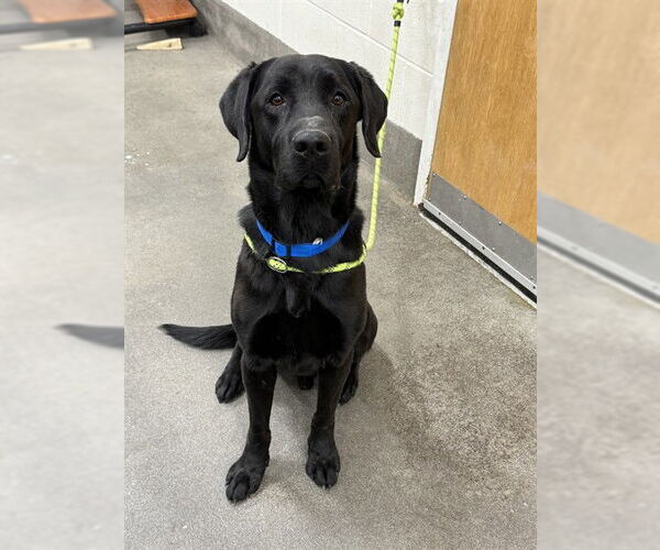 Medium Photo #1 Labrador Retriever Puppy For Sale in Forestville, MD, USA